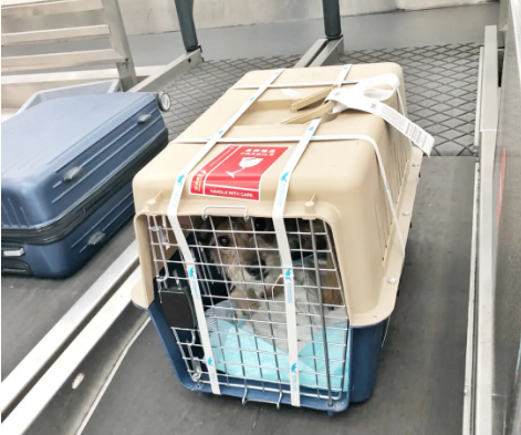 宁德宠物托运 宠物托运公司 机场宠物托运 宠物空运